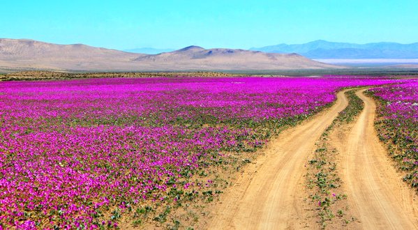 Il deserto Atacama, visto Fiorito.