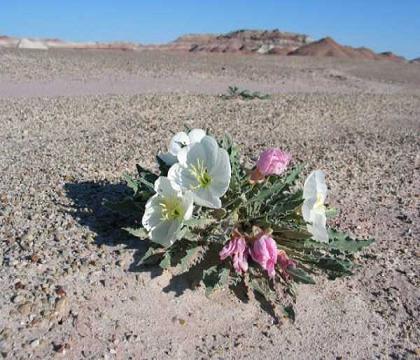 Fiori nel Deserto