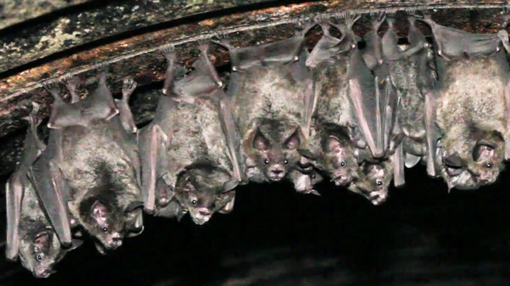 Pipistrelli ciechi